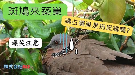 班鳩築巢風水